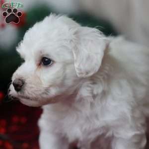 Toby, Bichon Frise Puppy